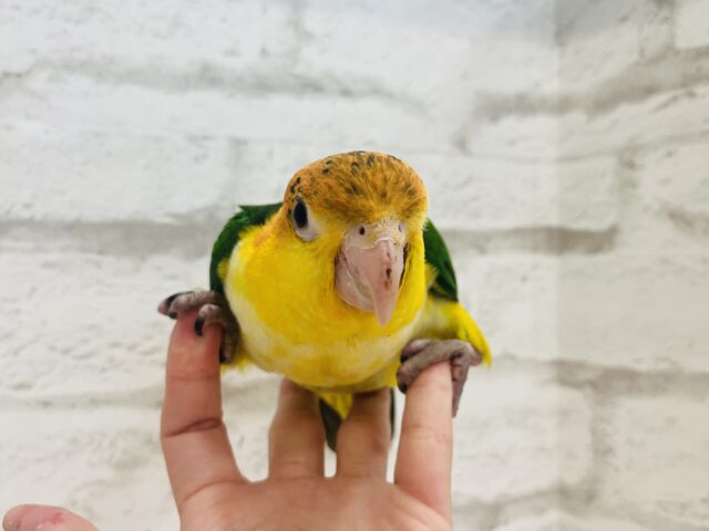 シロハラインコ