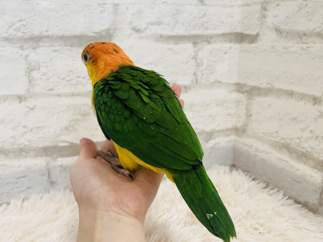 シロハラインコ