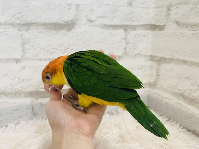 シロハラインコ