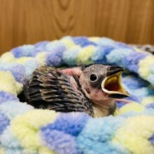 成長が楽しみな裸ん坊🐣桜文鳥　ヒナ