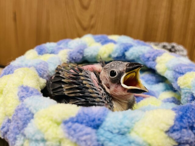 成長が楽しみな裸ん坊🐣桜文鳥　ヒナ