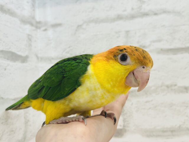 シロハラインコ