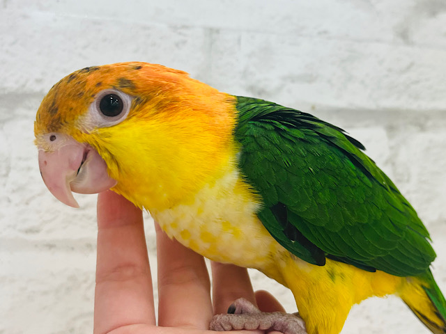 【動画更新🪄】ハッピーボーイ♬*°シロハラインコ(男の子) ヒナ