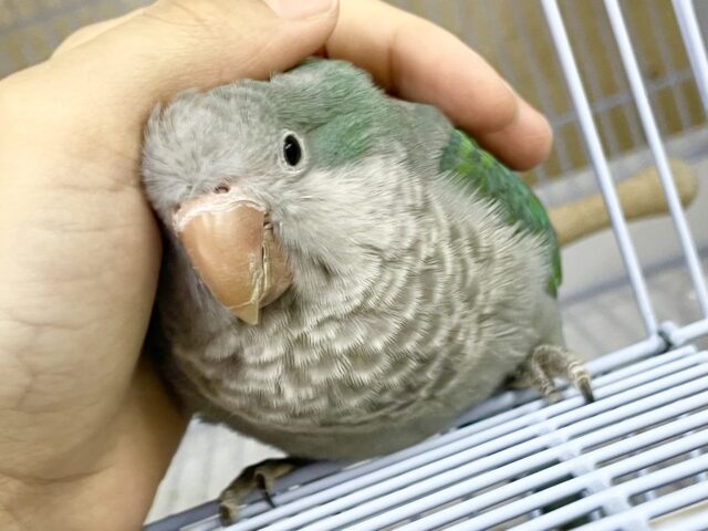 癒し系☺️　オキナインコ　（ターコイズ）