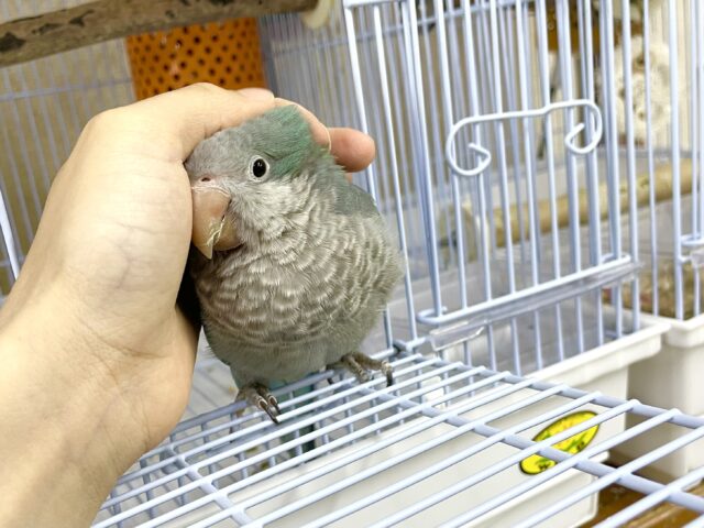 オキナインコ