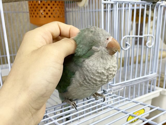 オキナインコ