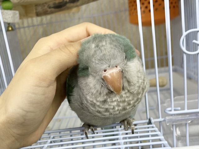 オキナインコ