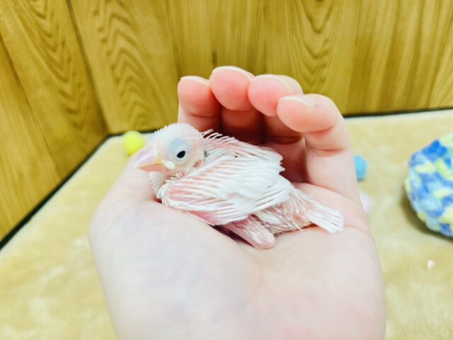 白文鳥