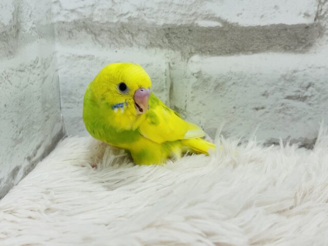 セキセイインコ