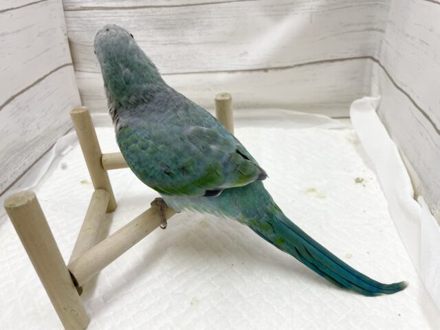 オキナインコ