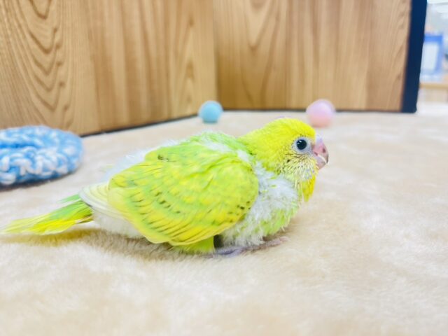 セキセイインコ