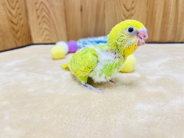 セキセイインコ