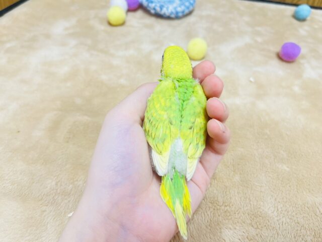 セキセイインコ