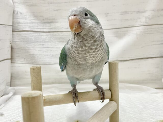 オキナインコ