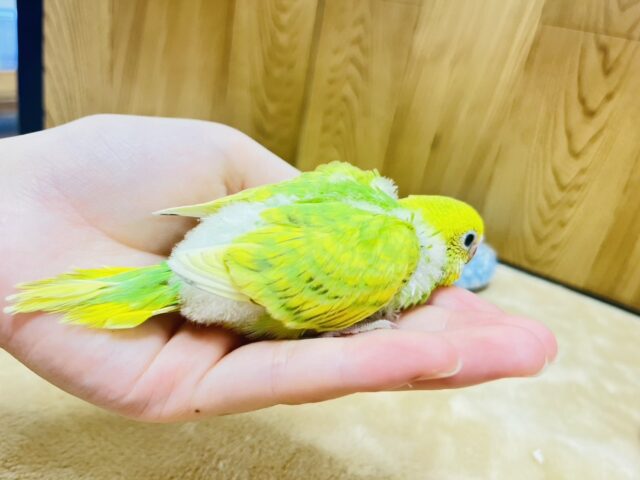 セキセイインコ