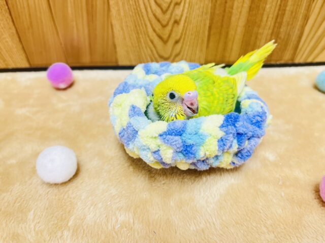 セキセイインコ