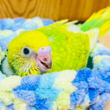 わくわく♪華やかカラー💓セキセイインコ（スパングル）ヒナ