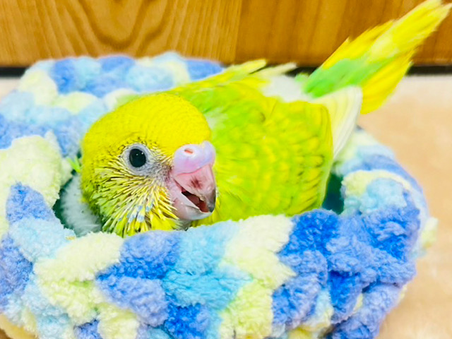 わくわく♪華やかカラー💓セキセイインコ（スパングル）ヒナ