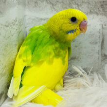 【最新画像更新🪄】これから熟す☆ミカン風～　セキセイインコ　スパングルパイド～～