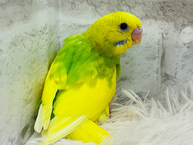 【最新画像更新🪄】これから熟す☆ミカン風～　セキセイインコ　スパングルパイド～～