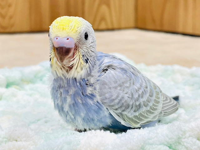 カメラ目線はお任せあれ⭐︎⭐︎セキセイインコ（パステルレインボー）ヒナ