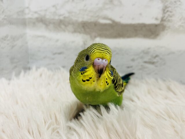 セキセイインコ