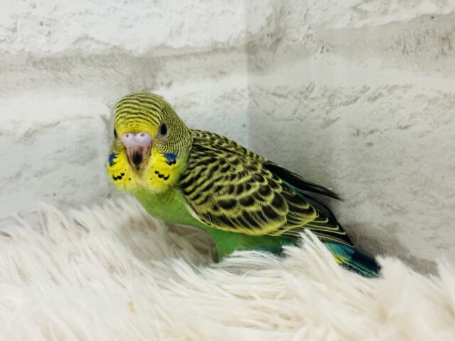 セキセイインコ