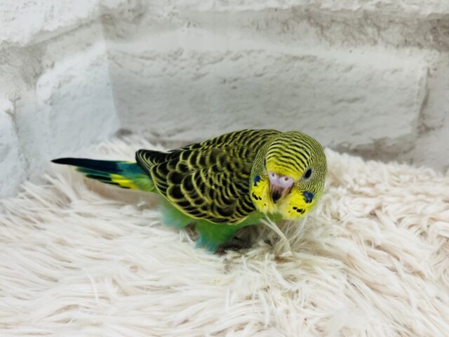 セキセイインコ