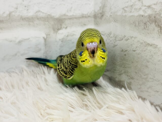 セキセイインコ