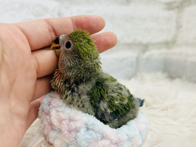 コザクラインコ（小桜インコ）