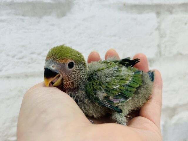 コザクラインコ（小桜インコ）