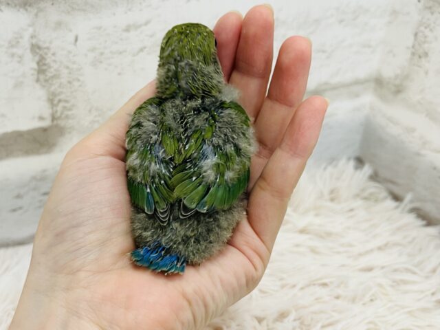 コザクラインコ（小桜インコ）