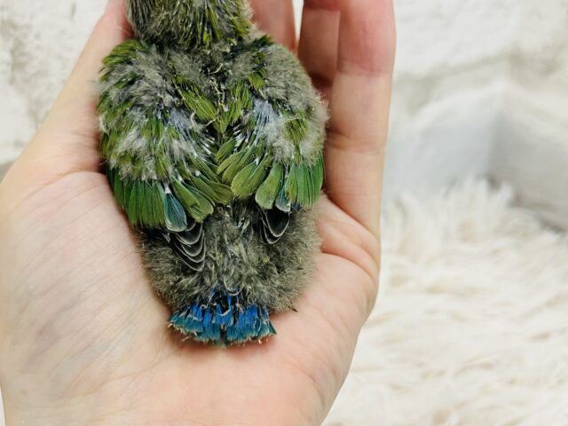 コザクラインコ（小桜インコ）