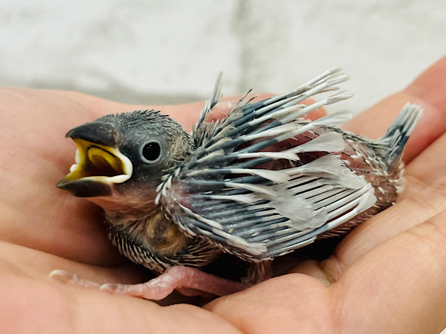 成鳥の姿はまるで別鳥‪☆変化がすごい‪☆シルバー文鳥 ヒナ