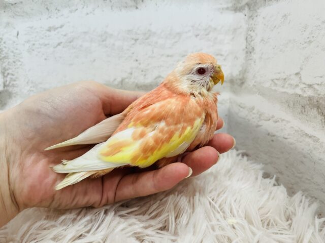 アキクサインコ（秋草インコ）