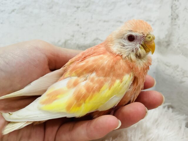 アキクサインコ（秋草インコ）