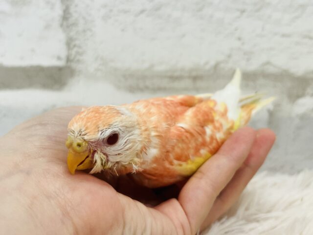 アキクサインコ（秋草インコ）