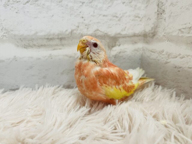 アキクサインコ（秋草インコ）