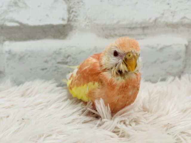 アキクサインコ（秋草インコ）