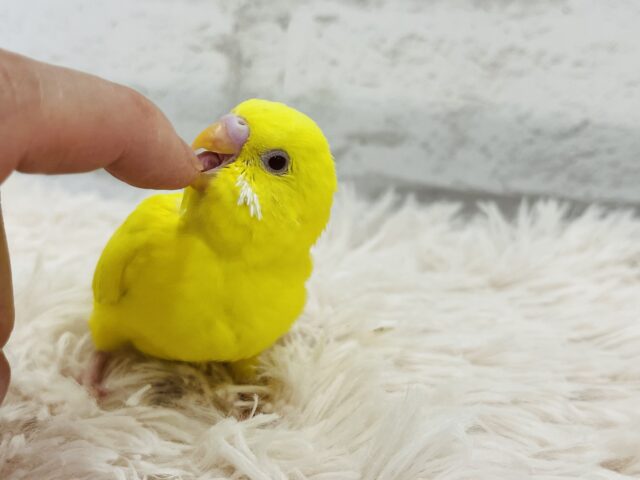 セキセイインコ