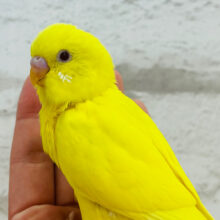 ピッカピカレモン🍋セキセイインコ(ルチノー) ヒナ