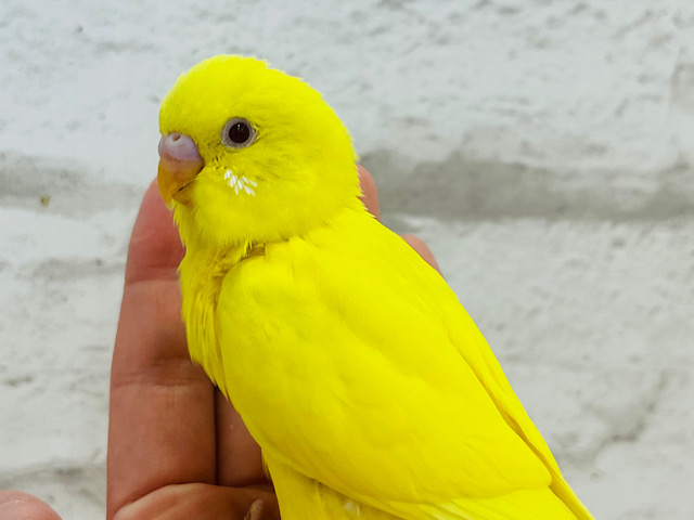 ピッカピカレモン🍋セキセイインコ(ルチノー) ヒナ