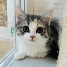 忘れられなくしちゃうよ？？？マンチカンちゃん！