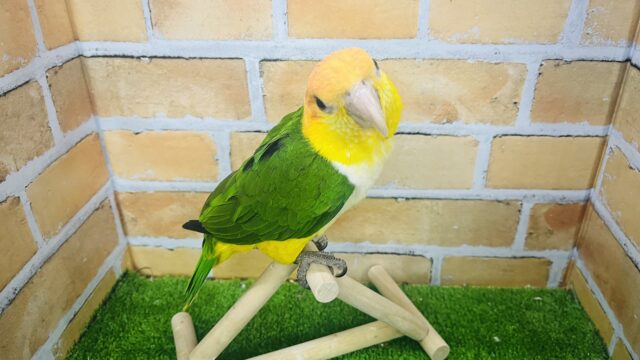 シロハラインコ