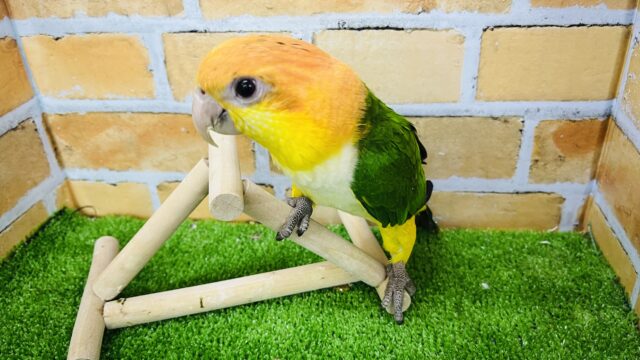 シロハラインコ