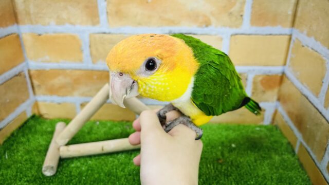 シロハラインコ