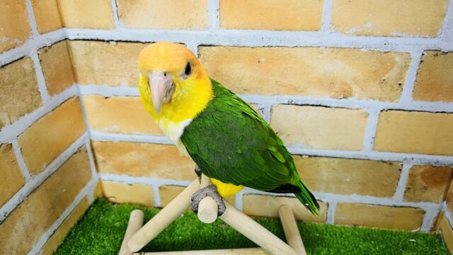 シロハラインコ