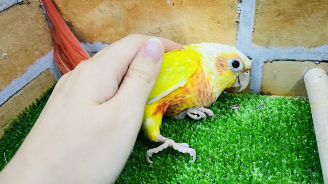 ホオミドリウロコインコ