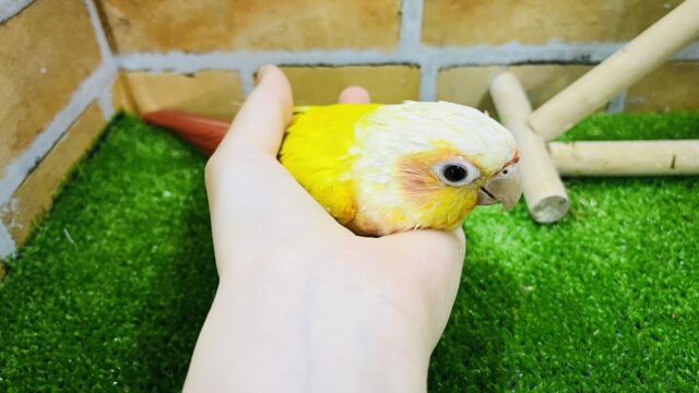 ホオミドリウロコインコ