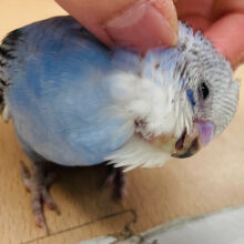 【動画更新🪄2回餌になりました⭐︎】色んな表情を見せてくれます💕セキセイインコ（オパーリン）ヒナ